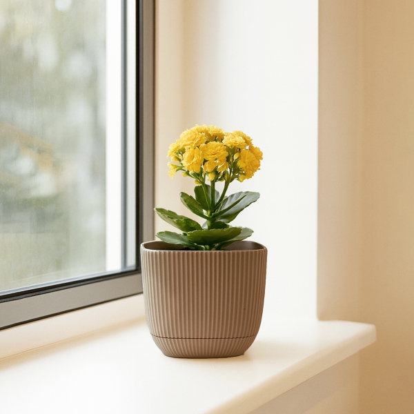 Homing Mini Kare Bej Saksı 242201