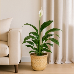 Homing Orijinal Bambu Saksı 27 cm 241361