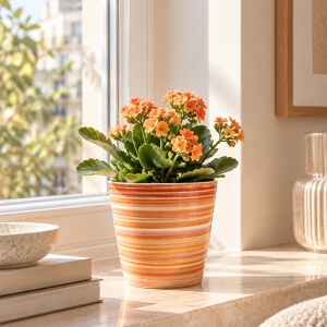 Homing Sunny Renkli Seramik Saksı 